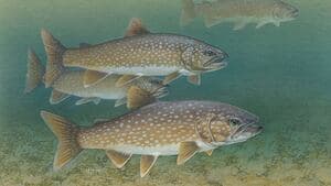 December's Fishy Wish List: Your WA Fishing Guide