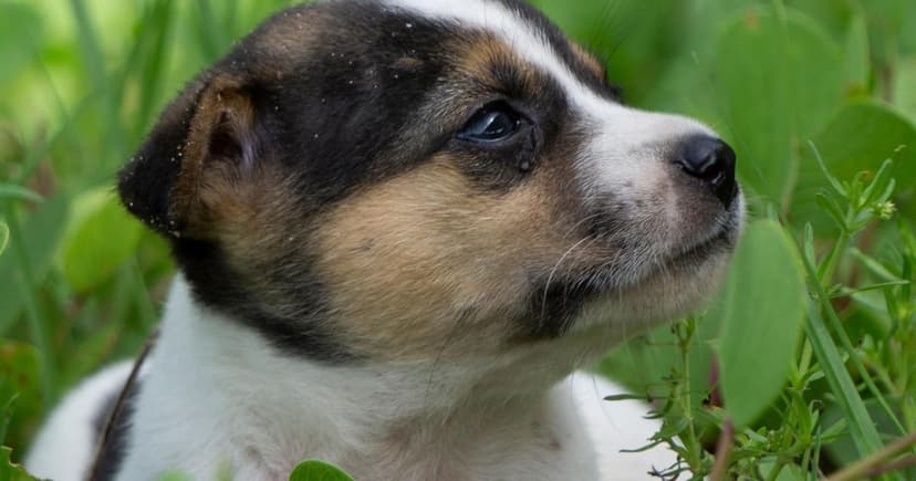 Rescue Dog Scheme Accused of 'Puppy Laundering'
