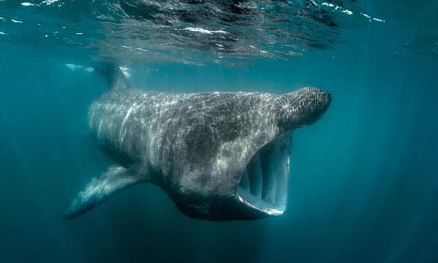 Sharks Face 'Double Jeopardy' From Climate Change