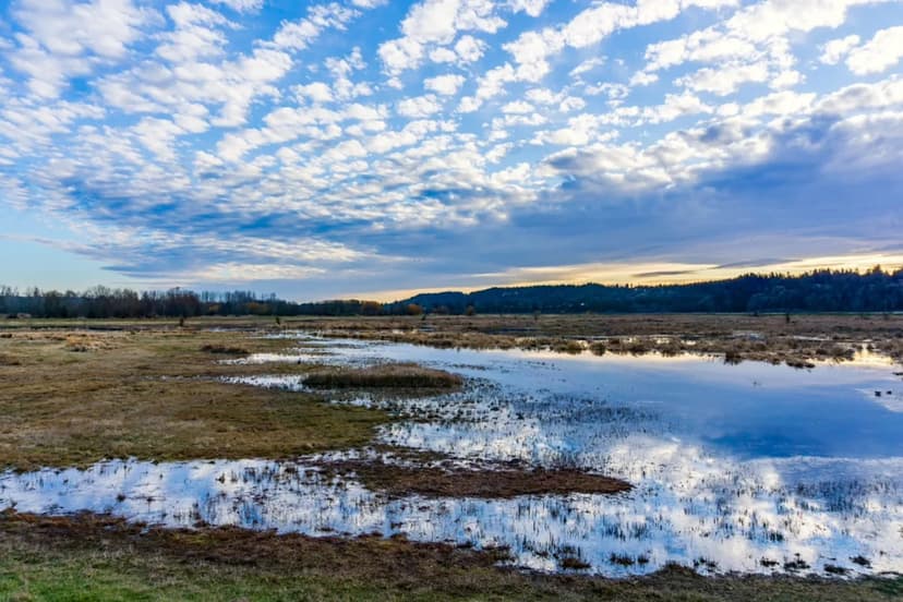 Property Owner Fined Heavily for Wetland Damage