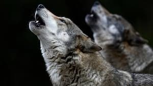 Washington Wolf Population Soars to New Heights