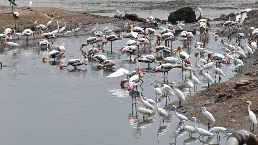 Bird Count Reveals Threats to Vital Wetlands