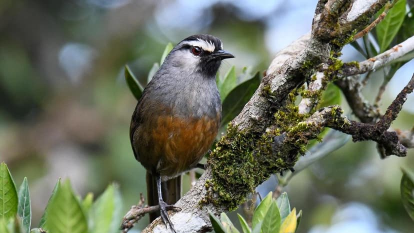 Rare Himalayan Buzzard sighted in Wayanad Sky Islands