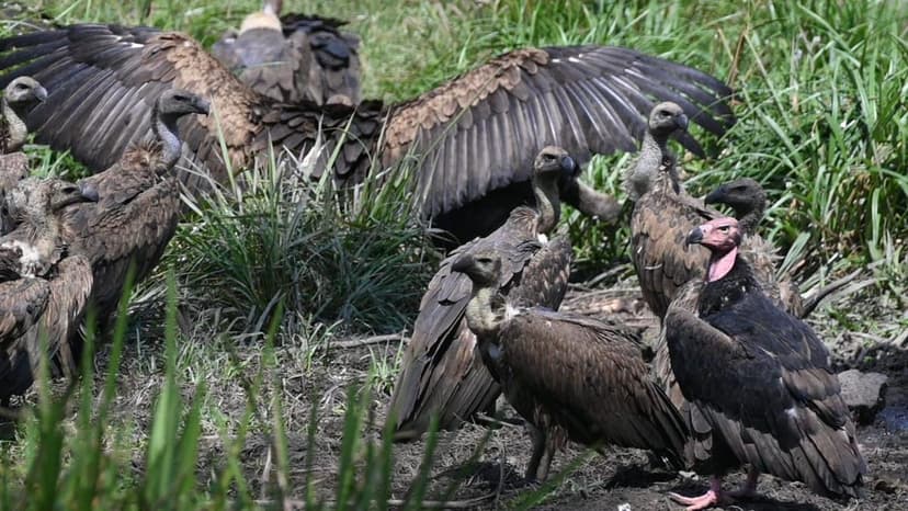 Wayanad's Vultures Thrive Despite Breeding Dip