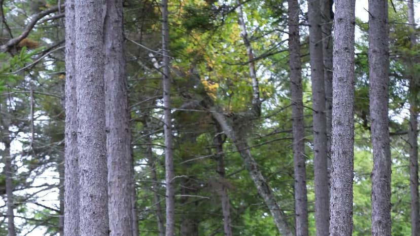 Wealthy Newcomers Disrupt Maine's Outdoor Tradition