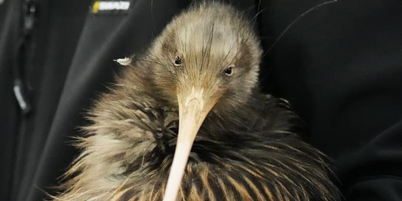 Kiwi Return: Endangered Birds Reclaim Wellington Hills