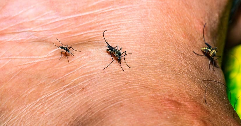 Orange County West Nile Cases Surge: Worst Season Feared