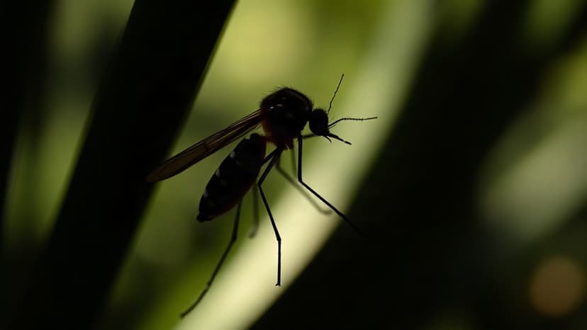 West Nile Virus Claims Life in Netherlands
