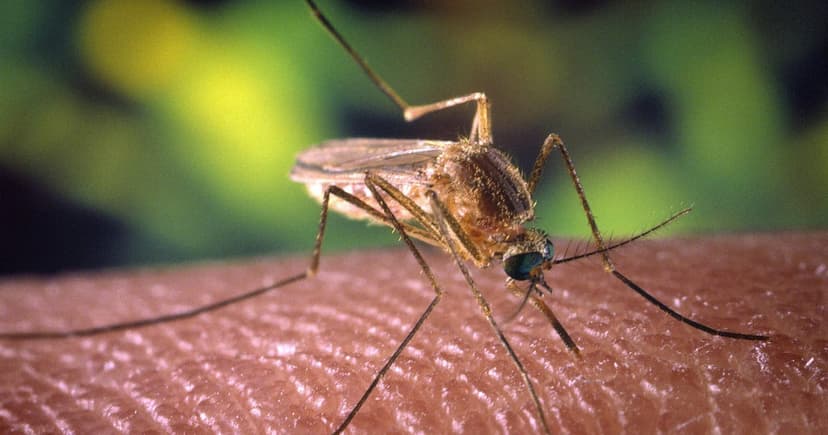 DeKalb Mosquitoes Carry West Nile Virus; Health Alert Issued