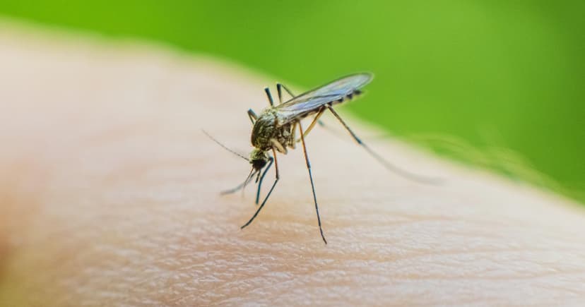 Fulton County Mosquitoes Carry West Nile Virus; Treatment Underway
