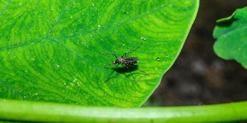 West Nile Virus Detected in Nashville Mosquitoes