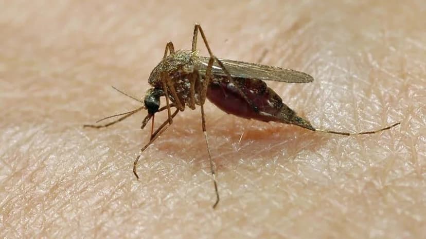 West Nile Virus Detected in Local Mosquitoes