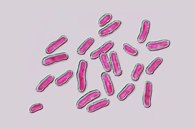 West Virginia Battles Salmonella Typhimurium Surge