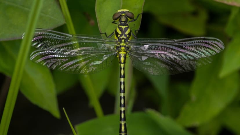 Dragonfly Decline: Western Ghats Face Insect Crisis