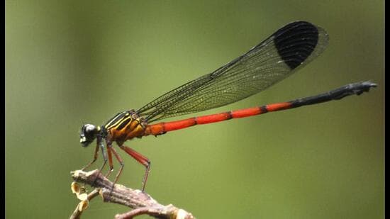 Dragonfly Decline: Western Ghats Biodiversity Crisis