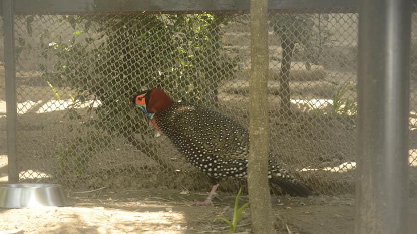 Rare Tragopan's Fight: Captive Breeding vs. Wild Survival