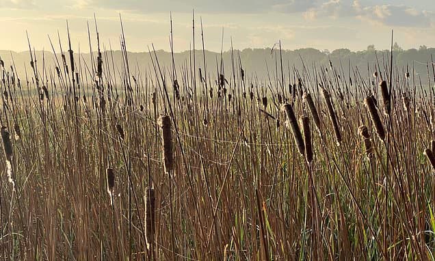Farmed Wetlands Boost Birdlife Dramatically
