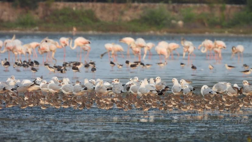 Wetlands Threatened: Project Sparks Activist Outcry