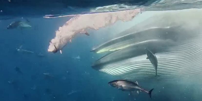Whale Surprise: Divers Encounter Feeding Giant