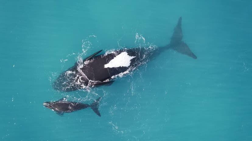 Whale Moms Flip for Rest: Study Reveals Unique Behavior