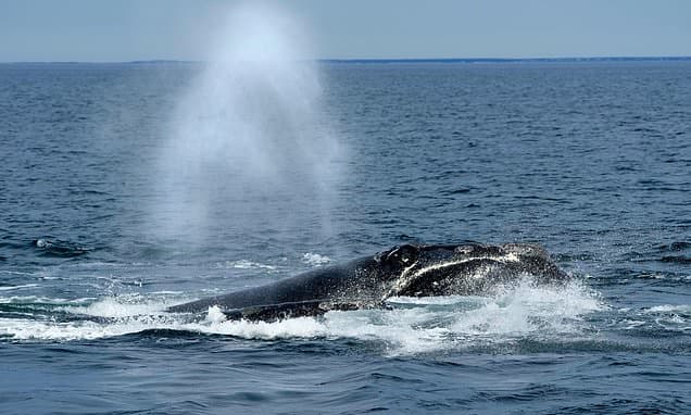 Ocean Regulator Weakens Whale Protections