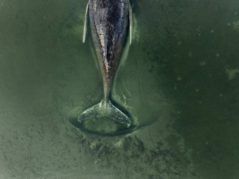 Whale Rescue Turns Tragic: Rescuers Face Death Threats