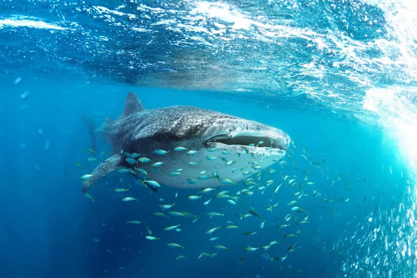 Dorsal Fins Disappear: Gulf Tensions Threaten Whale Sharks