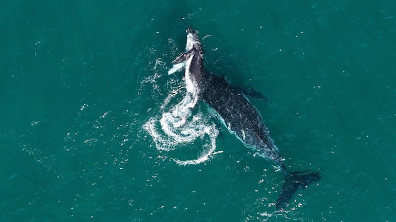 Whale's Grief: First Documented Case in Humpback