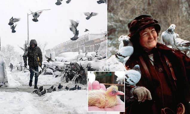 Why You Never See Baby Pigeons Revealed