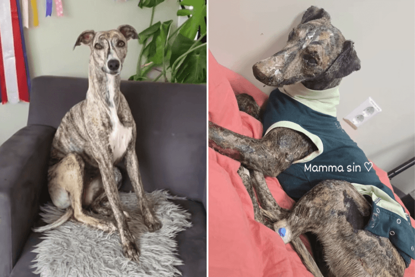 Miracle Whippet Survives House Fire with Daring Jump