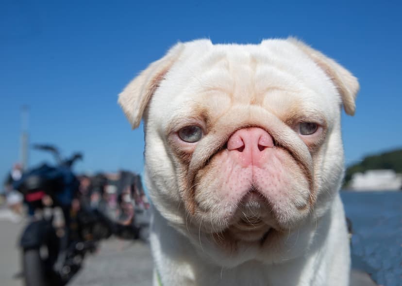 White Pug Looks Like Ice Cream!