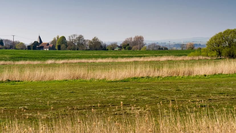 London Skies to Roar: White Storks Return After 6 Centuries