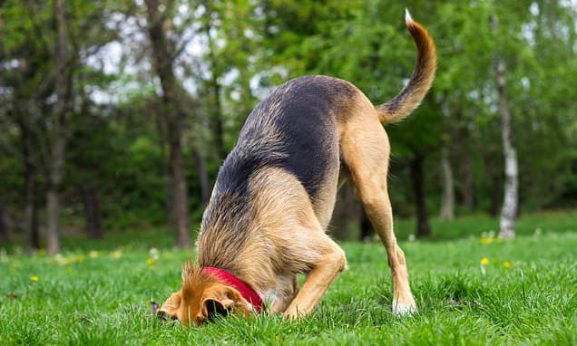 Dog Caching: Your Pet's Wild Ancestry Revealed