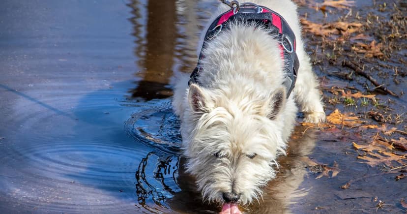 Why Does Your Dog Stink When Wet? Experts Explain