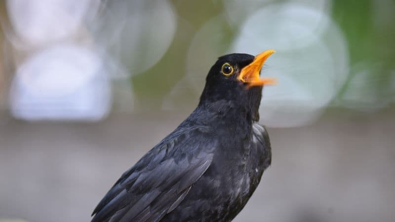 Birdsong's Secret: Why Some Melodies Captivate Us