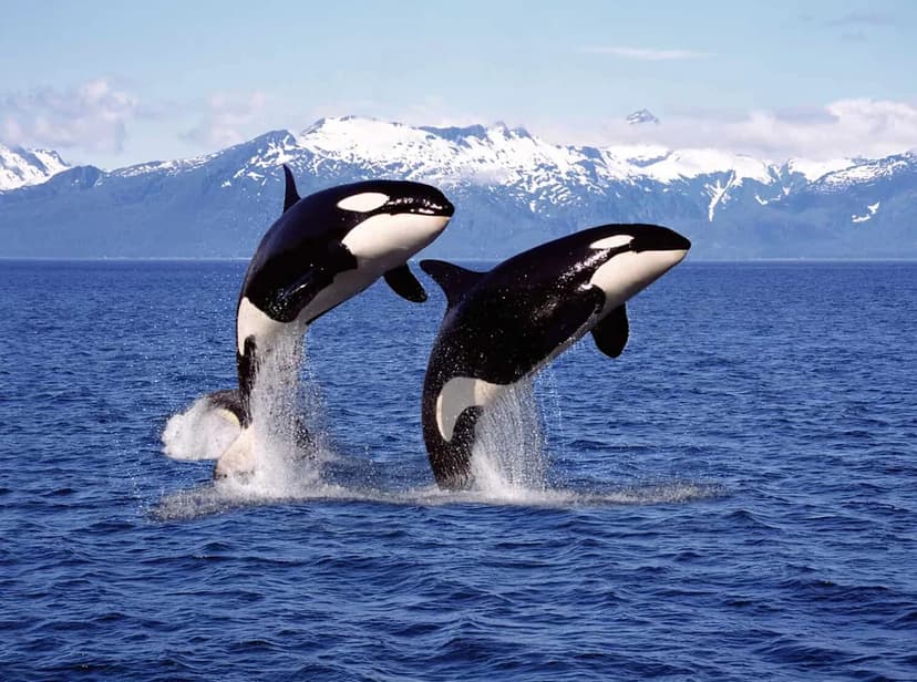 Why Orcas Rarely Attack Humans