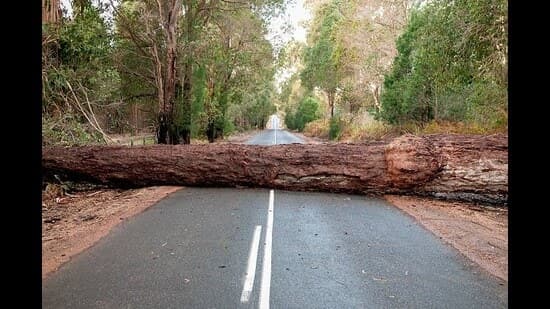 Beyond Rain: The Real Reason City Trees Collapse
