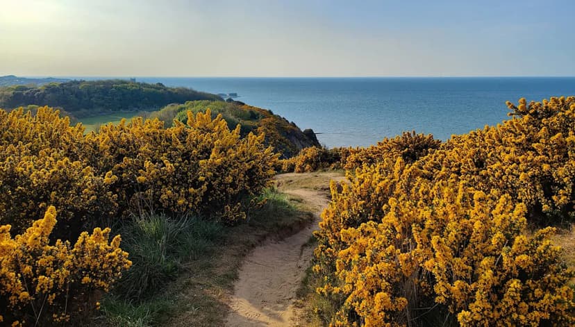 Wild Beaver Spotted in Norfolk After Centuries