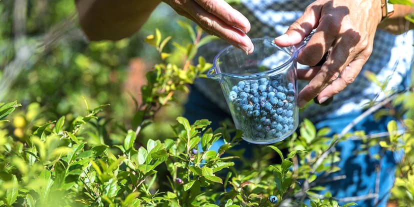 Wild Blueberries: Tiny Berries, Big Heart Benefits