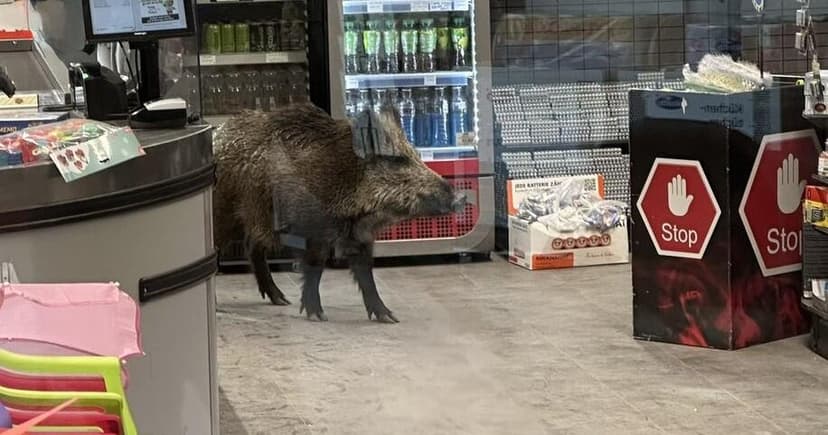 Wild Boar Invades Berlin Mall, Navigates Home Decor Aisles