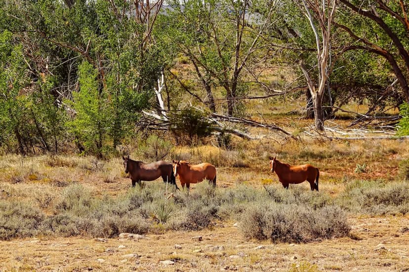 Wild Horses Win Legal Battle Over Wyoming Habitat