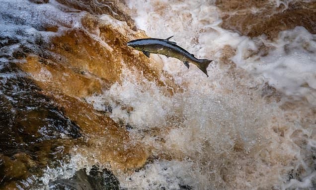 Salmon Farming Funds Spark Wild Fish Crisis Fears