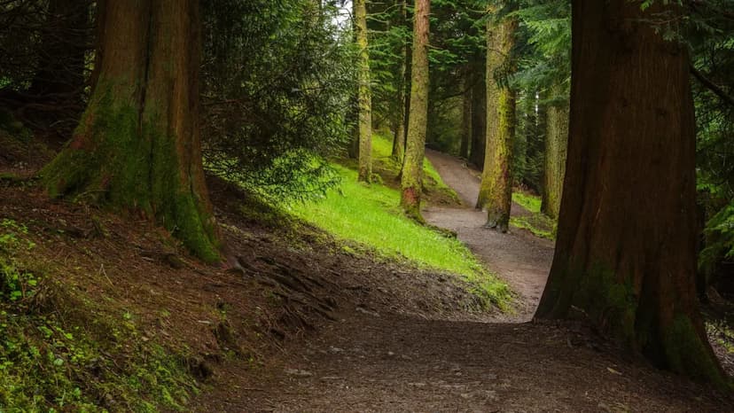 Wildcats Roar Back: England Reintroduces Native Feline Species