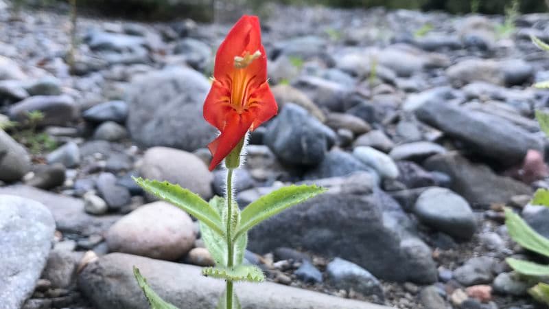 California Flowers Show Rapid Evolution