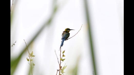 Wildlife Suffers as Early Summer Fuels Dehydration Crisis