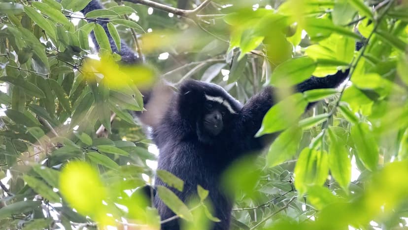 Wildlife Overpasses: Bridging Gaps for Gibbons & More