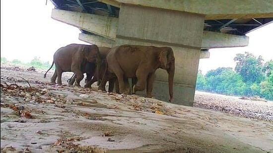 Wild animals embrace new highway underpasses