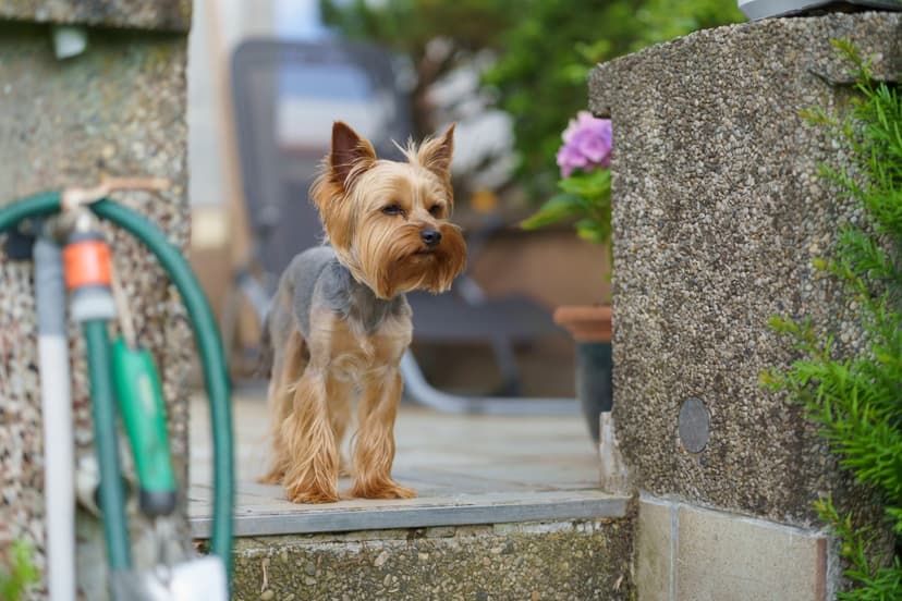 Tiny Dog Blown Away by Gust! Internet Loves the Drama