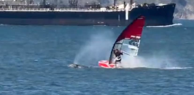 Whale Collision: Windsurfer Meets Giant in Bay