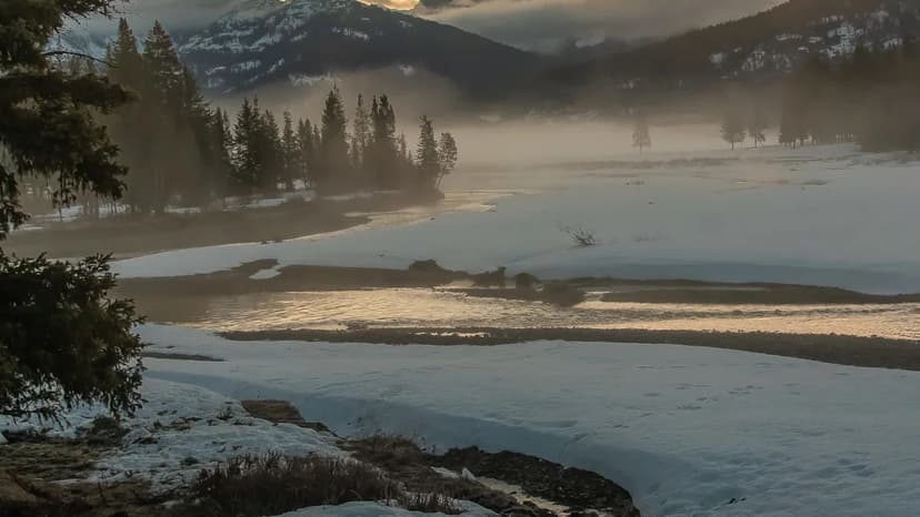 Montana Wolf 1478F Illegally Killed Near Yellowstone